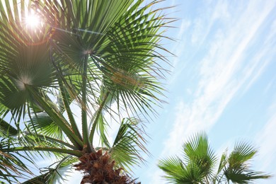 Photo of Beautiful view of palm tree outdoors on sunny summer day