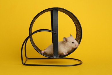 Photo of Cute little hamster in spinning wheel on yellow background