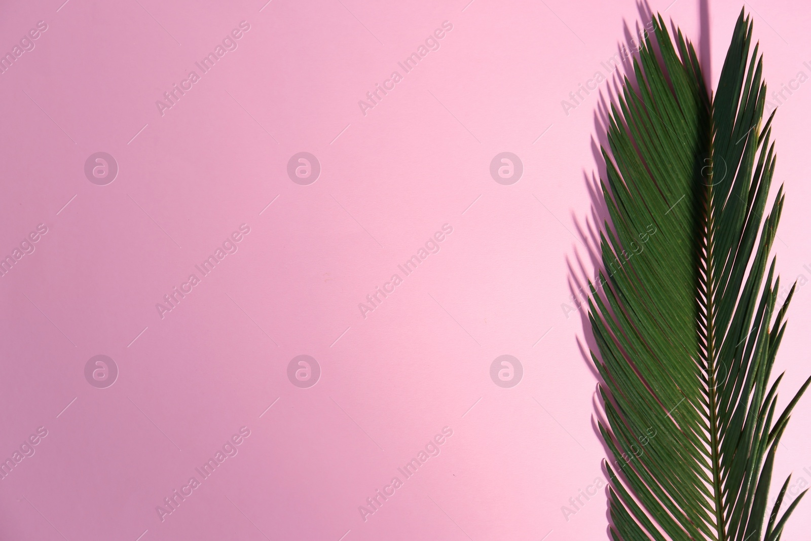 Photo of Beautiful tropical leaf on color background, top view