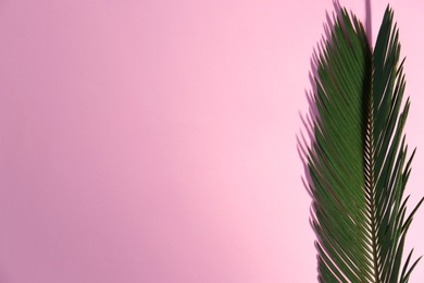 Beautiful tropical leaf on color background, top view