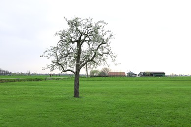 Photo of Beautiful green field with blossoming tree in early morning