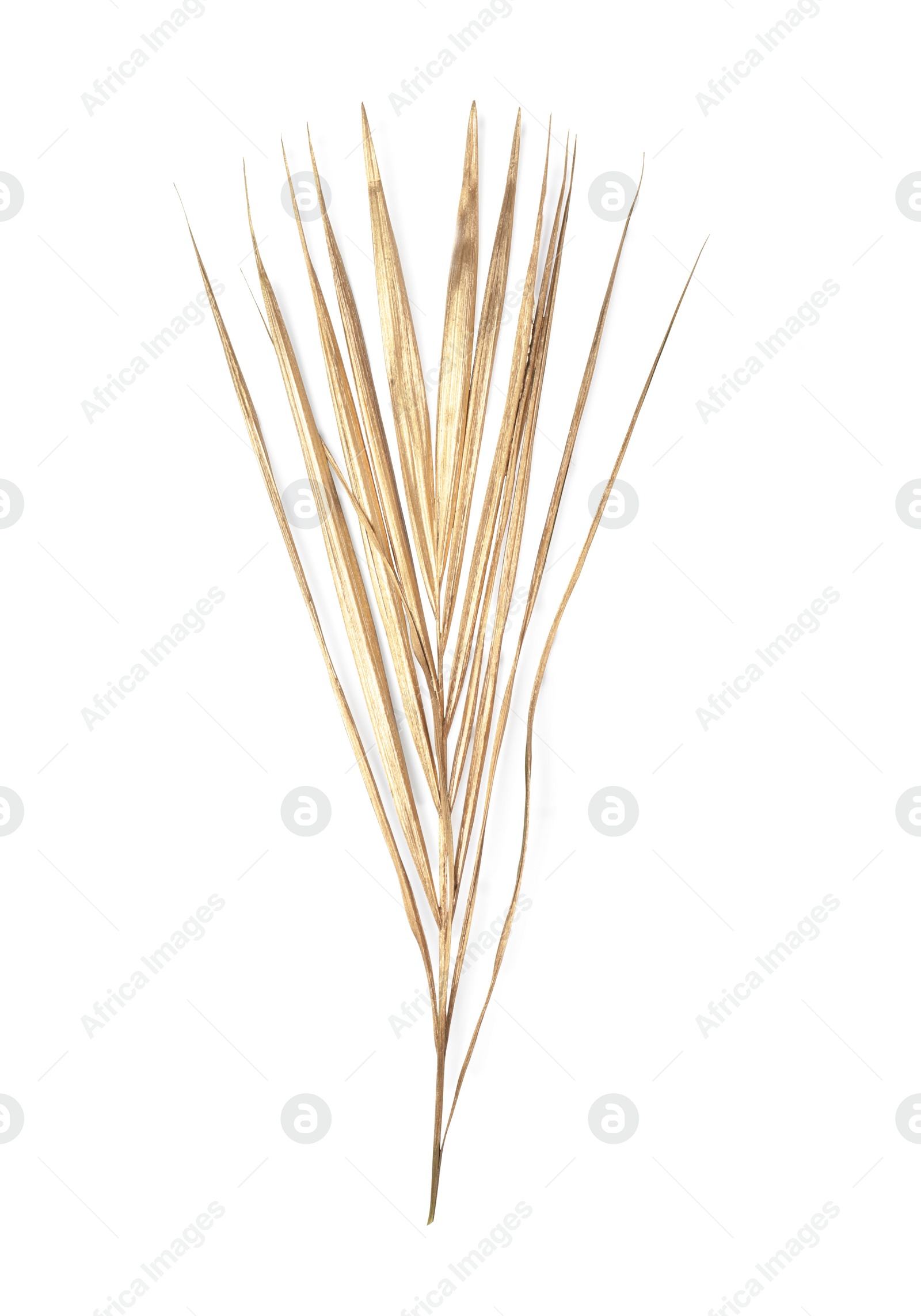 Photo of Shiny golden wheat spike on white background, top view
