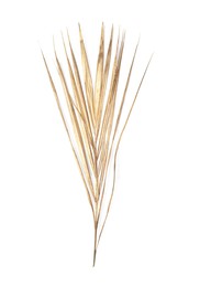 Photo of Shiny golden wheat spike on white background, top view