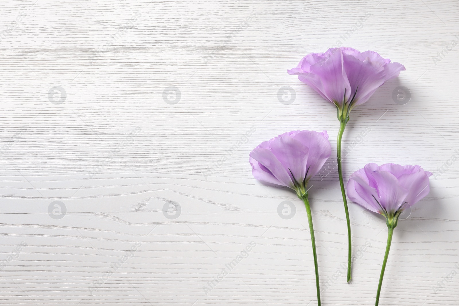 Photo of Flat lay composition with beautiful Eustoma flowers on light wooden background