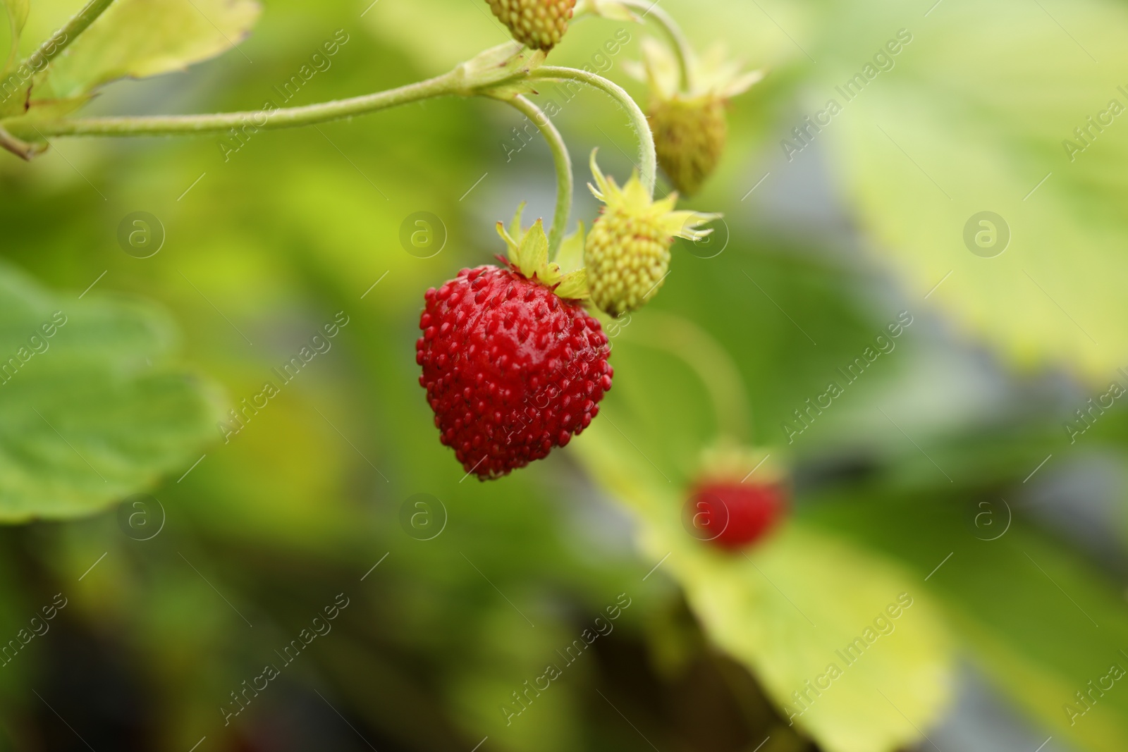 Photo of Small wild strawberries growing outdoors. Seasonal berries