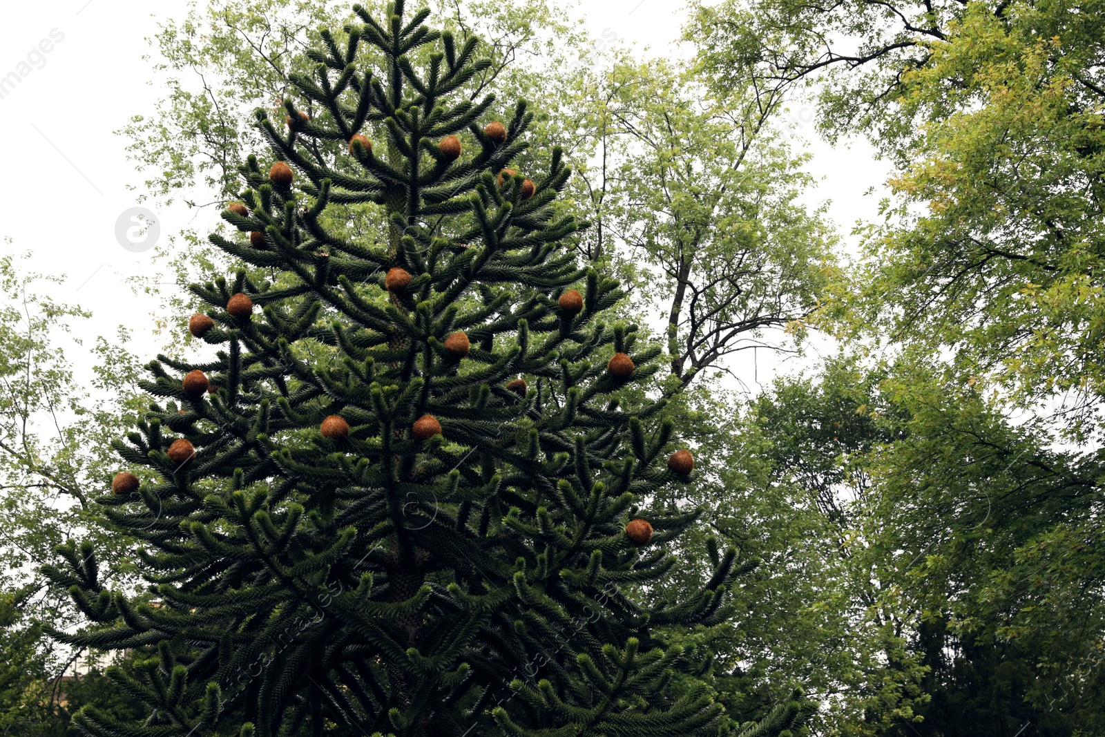 Photo of Beautiful coniferous tree with cones in park