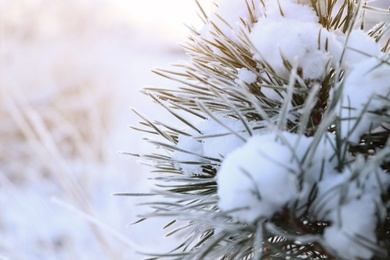 Photo of Conifer tree branch covered with hoarfrost and snow outdoors on winter morning, closeup. Space for text