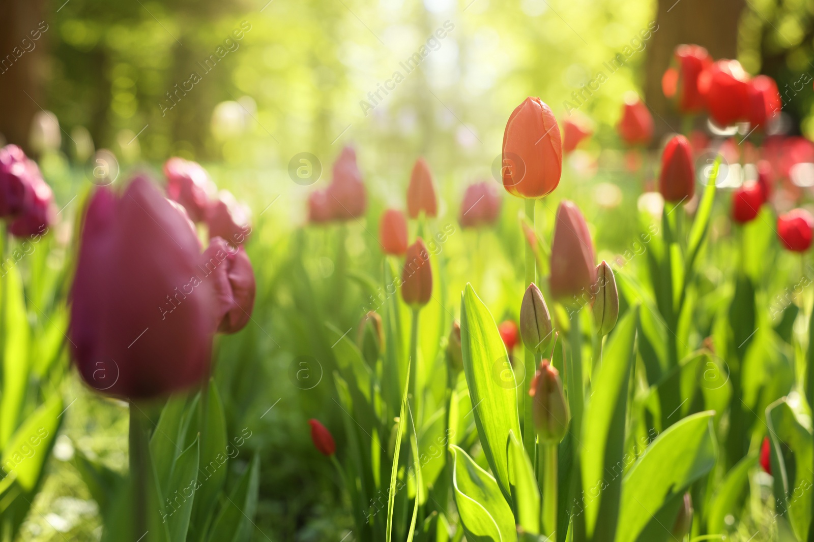 Photo of Beautiful bright tulips growing outdoors on sunny day, closeup