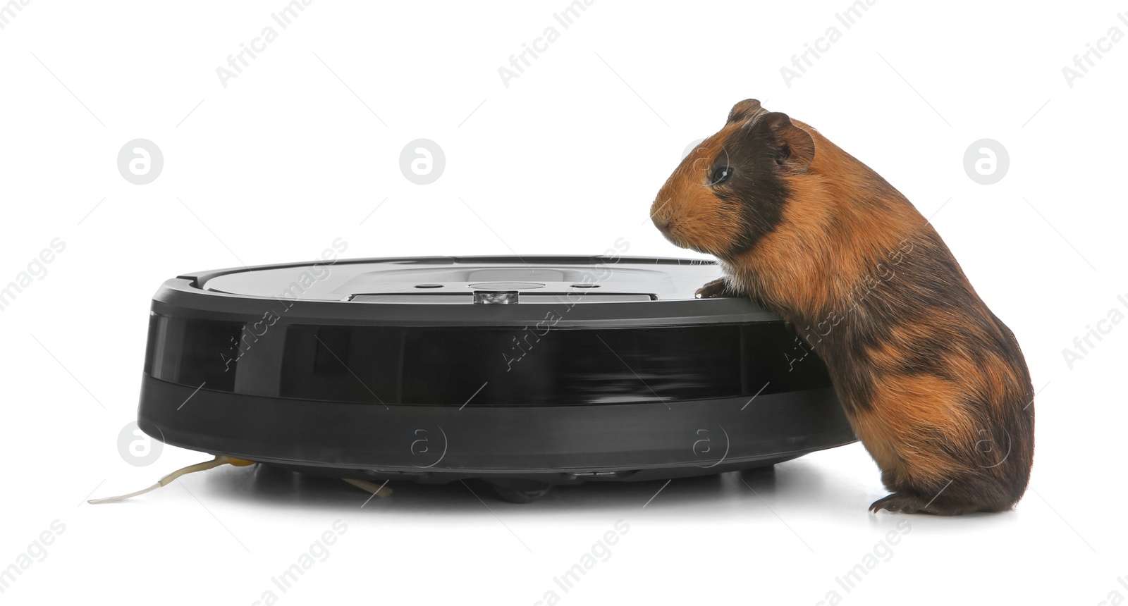 Photo of Modern robotic vacuum cleaner and guinea pig on white background