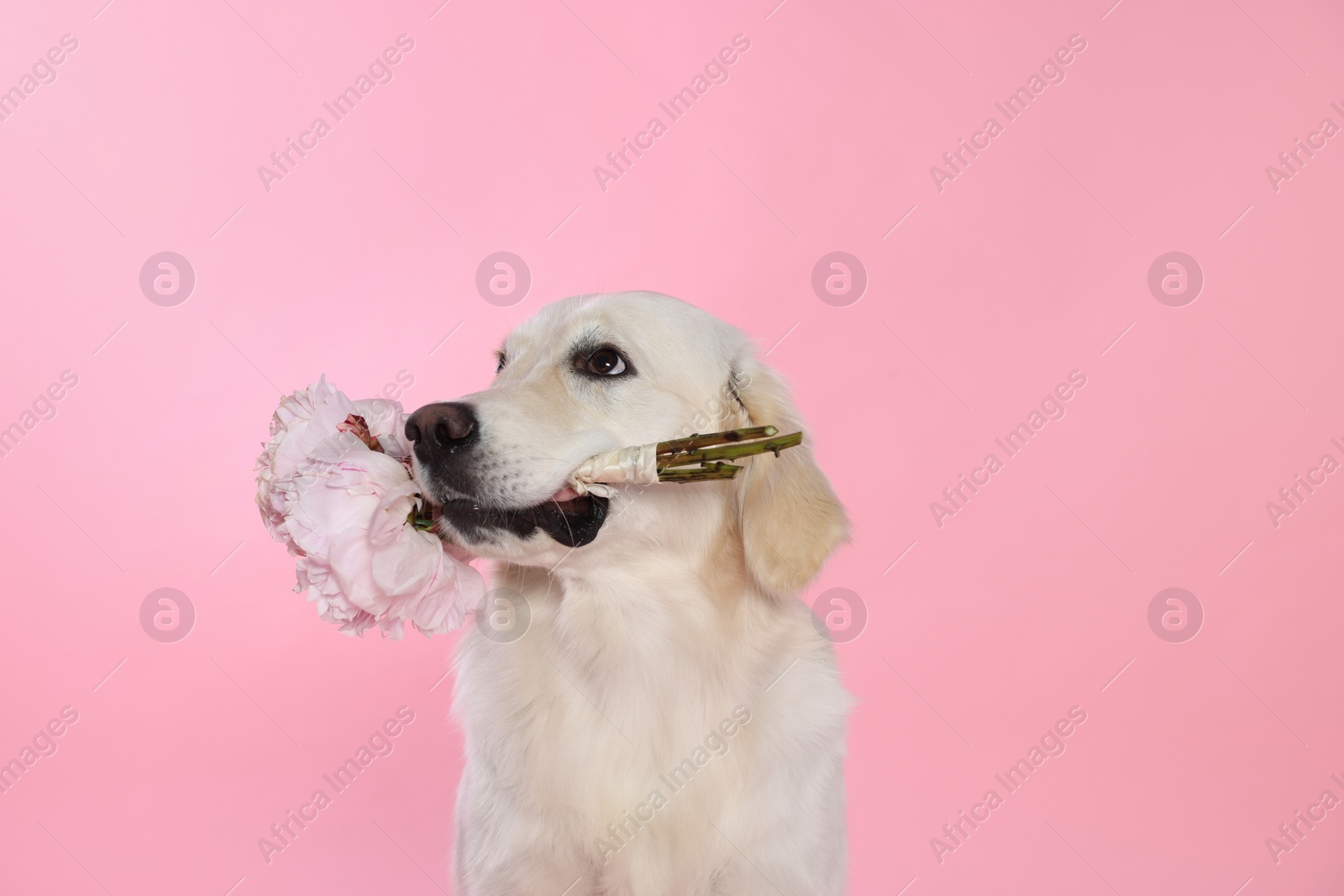Photo of Cute Labrador Retriever with beautiful peony flowers on pink background