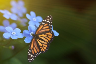 Beautiful butterfly on forget-me-not flower in garden, closeup