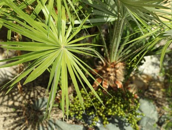 Photo of Beautiful green tropical plants growing in garden