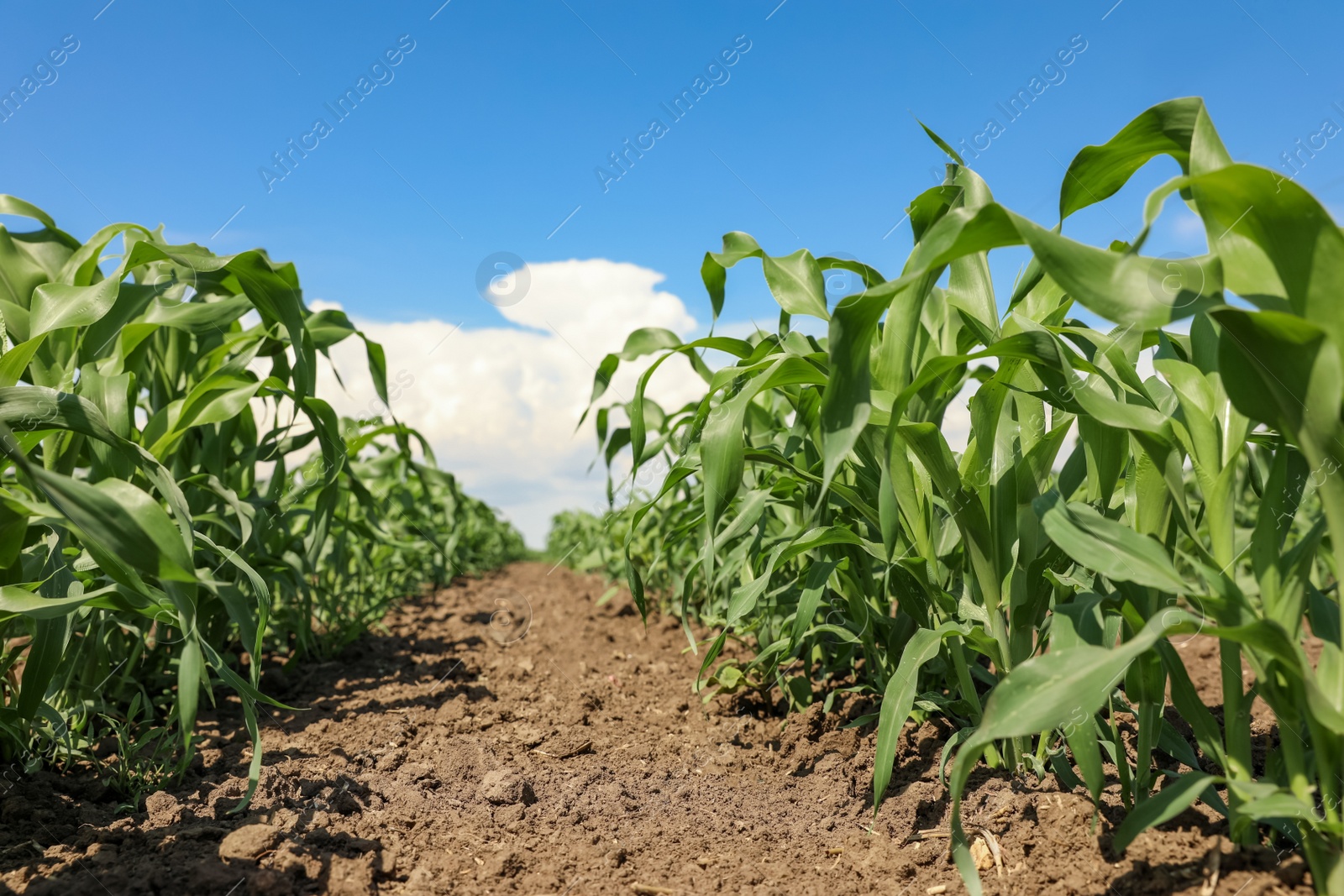 Photo of Beautiful view of corn field. Agriculture industry
