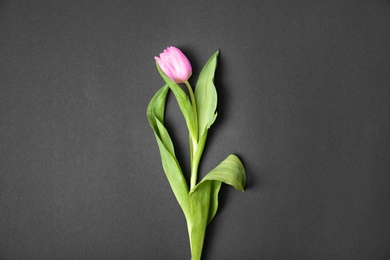 Photo of Beautiful tulip on dark background