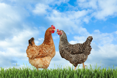 Image of Beautiful chickens on fresh green grass outdoors 