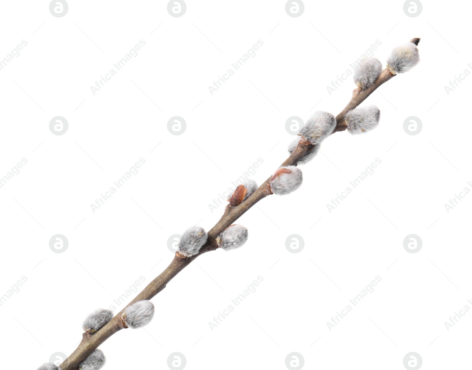 Photo of Beautiful blooming willow branch isolated on white