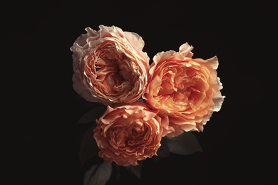 Photo of Beautiful roses on black background. Floral card design with dark vintage effect