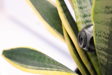 Photo of Camera hidden in flowerpot with houseplant on blurred background. Space for text
