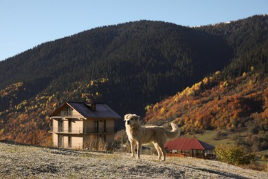 Photo of Adorable dog walking in mountains on sunny day