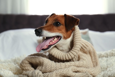 Photo of Adorable Jack Russell Terrier dog in sweater on bed. Cozy winter