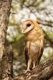 Beautiful common barn owl on tree outdoors