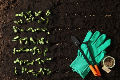 Photo of Gardening tools, beet seeds on fertile soil, flat lay. Vegetable growing