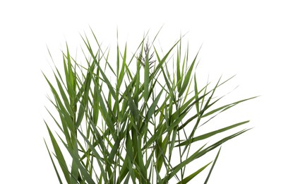 Photo of Beautiful reeds with lush green leaves and seed head on white background, closeup