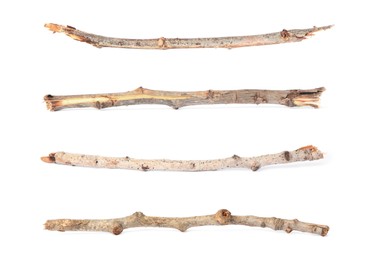 Image of Collage with dry tree twigs on white background