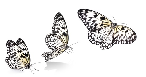 Image of Collage with rice paper butterfly flying up on white background. Banner design 
