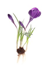 Photo of Crocus plant with purple flowers isolated on white