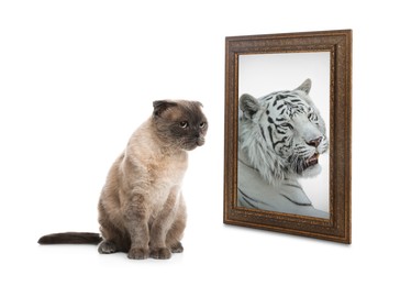 Image of Cute cat looks like tiger into reflection of mirror on white background