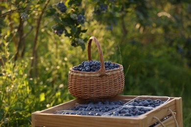 Photo of Tasty ripe blueberries on farm. Seasonal berries