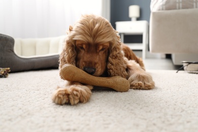 Photo of Cute English Cocker Spaniel with edible bone indoors. Pet friendly hotel