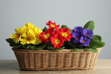 Photo of Beautiful primula (primrose) flowers in wicker basket on wooden table. Spring blossom