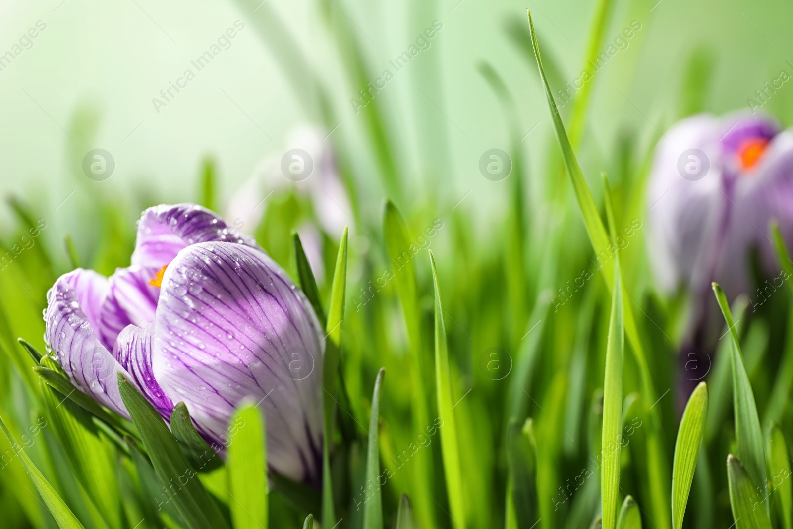 Photo of Fresh grass and crocus flowers on light green background, closeup. Spring season