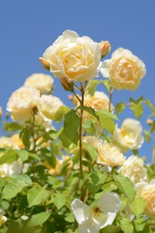 Photo of Beautiful yellow rose flowers blooming against blue sky, closeup