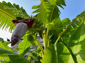 Photo of Tropical tree with green leaves and ripening bananas, low angle view