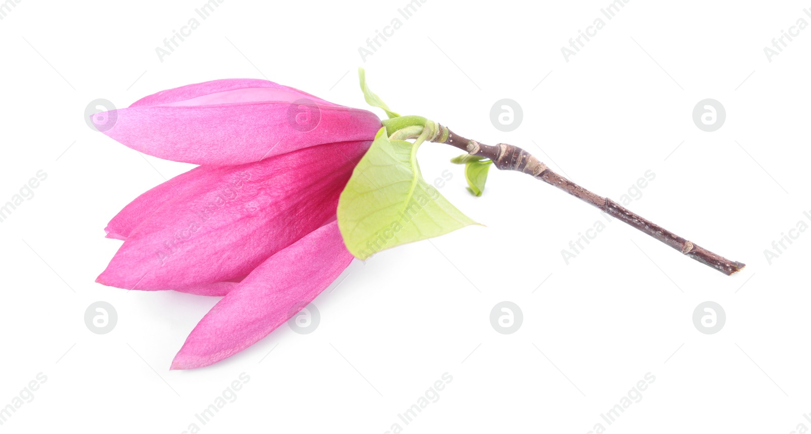 Beautiful pink magnolia flower isolated on white Photo of Beautiful pink magnolia flower isolated on white