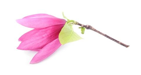 Photo of Beautiful pink magnolia flower isolated on white