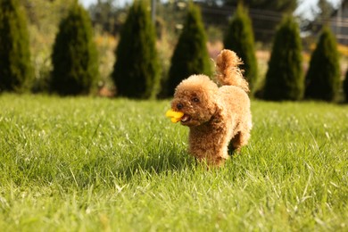 Photo of Cute Maltipoo dog with toy on green lawn outdoors, space for text