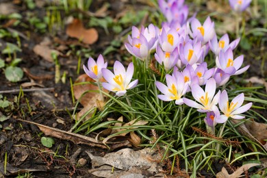 Photo of Beautiful crocus flowers growing outdoors. Space for text