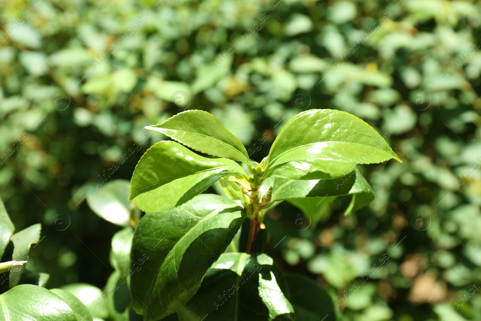 Photo of Tea shrub with green leaves outdoors on sunny day, closeup