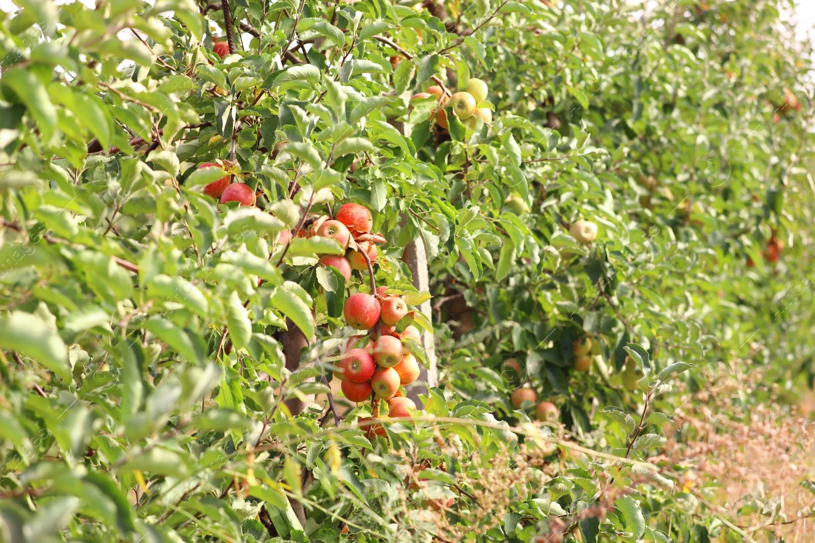 Photo of Beautiful view of apple orchard on sunny day