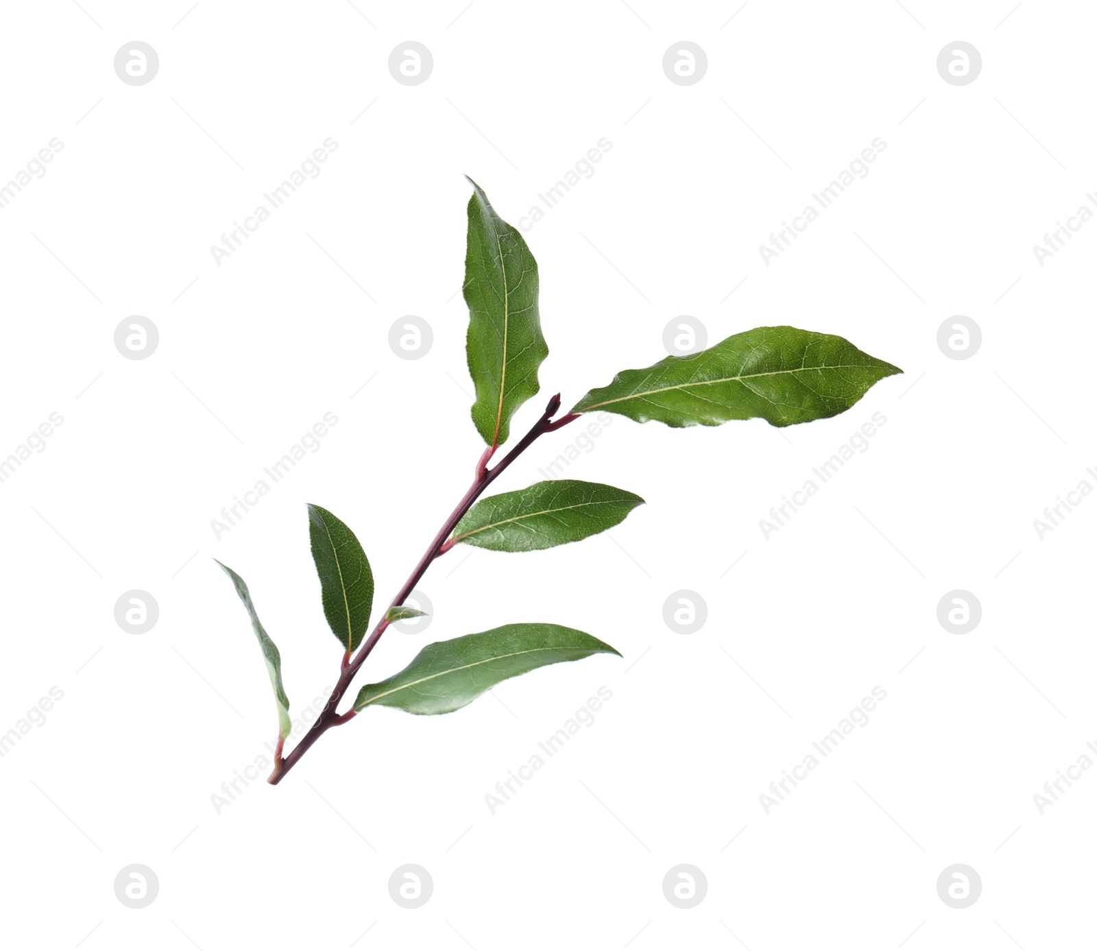 Photo of Branch of fresh bay leaves on white background