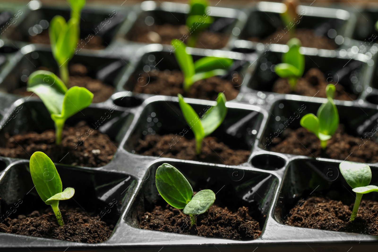 Photo of Seedling tray with young vegetable sprouts, closeup