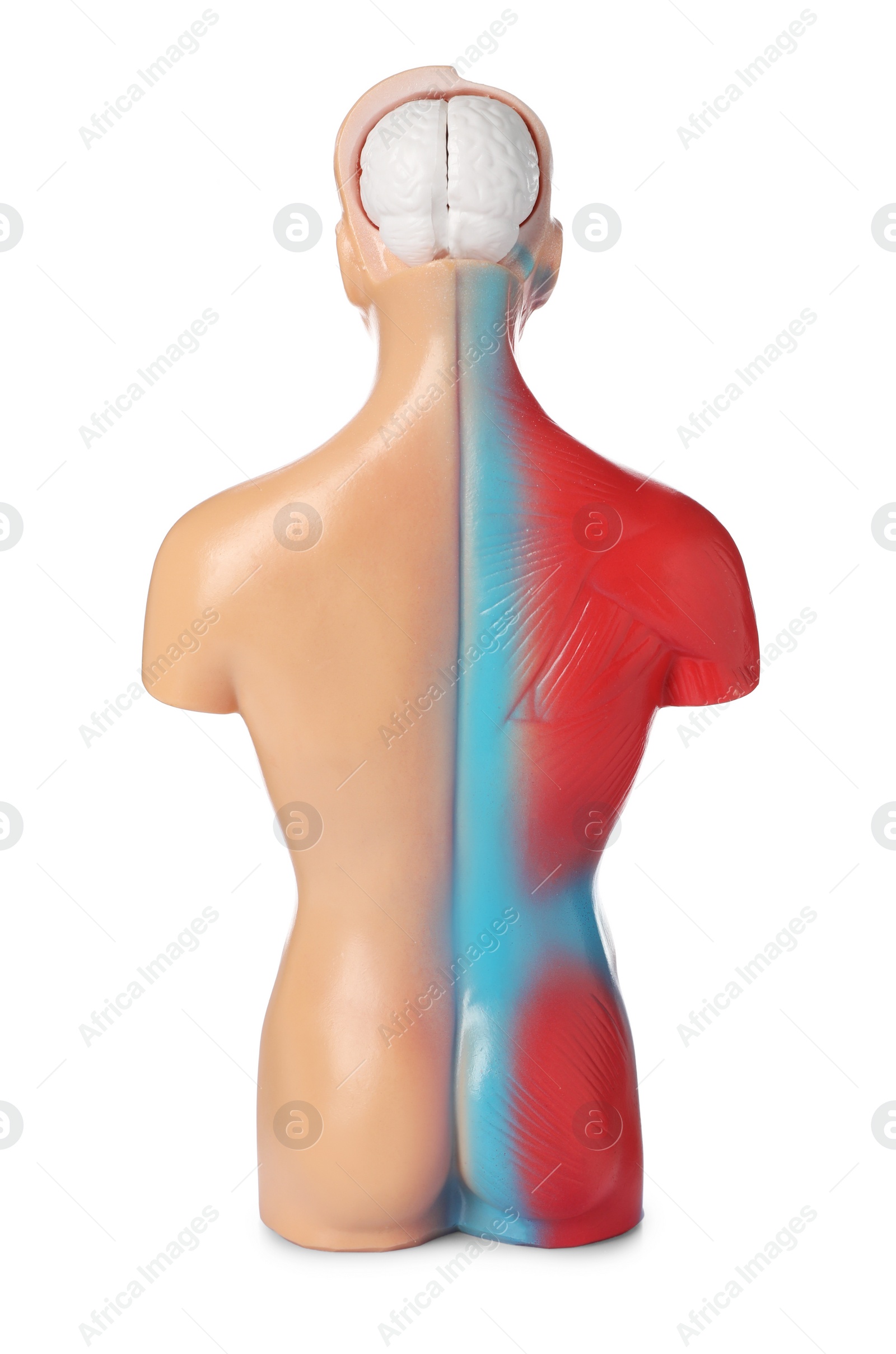 Photo of Human anatomy mannequin showing brain and muscles isolated on white