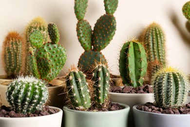 Photo of Many different beautiful cacti against beige wall