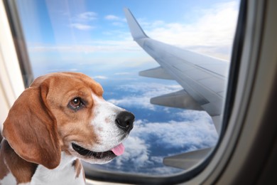 Image of Travelling with pet. Beautiful beagle dog near window in airplane