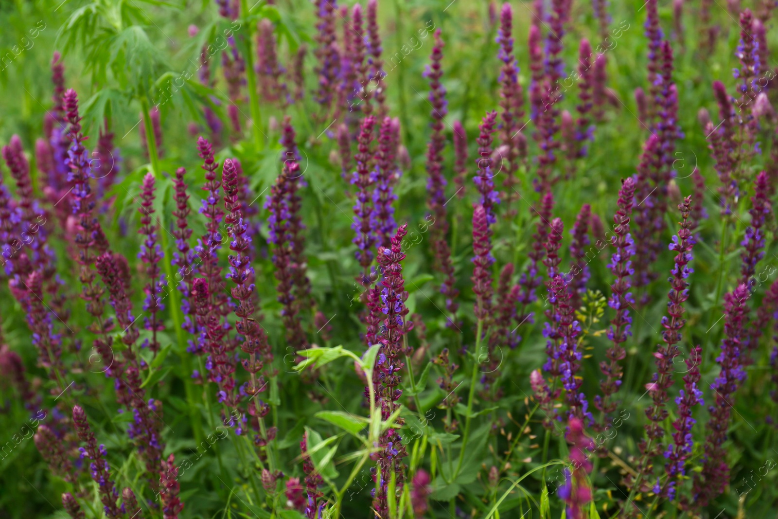 Photo of Many beautiful lavender flowers growing in field, closeup