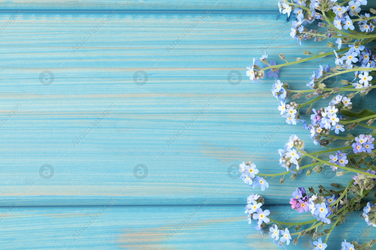 Photo of Beautiful Forget-me-not flowers on light blue wooden table, flat lay. Space for text